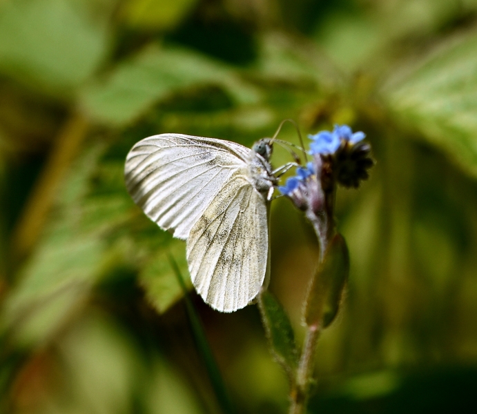 Leptidea morsei